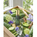 Cool Cucumber Shake by Fantasy Community Perfumes roll-on